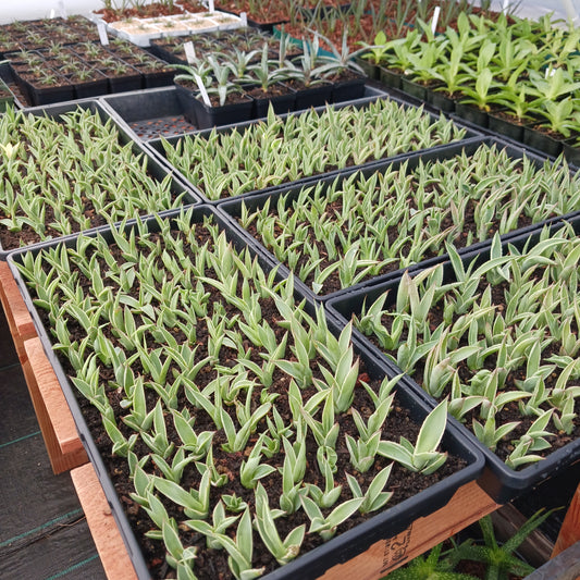 New crop of variegated Agave celsii