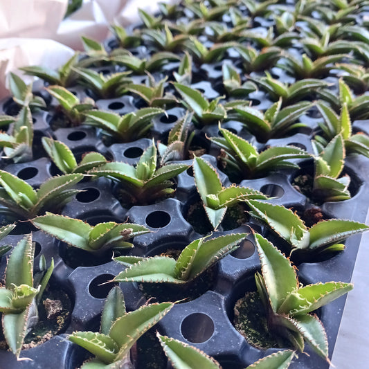 New plants just arrived!