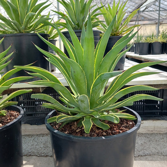 Agave Haircut Day