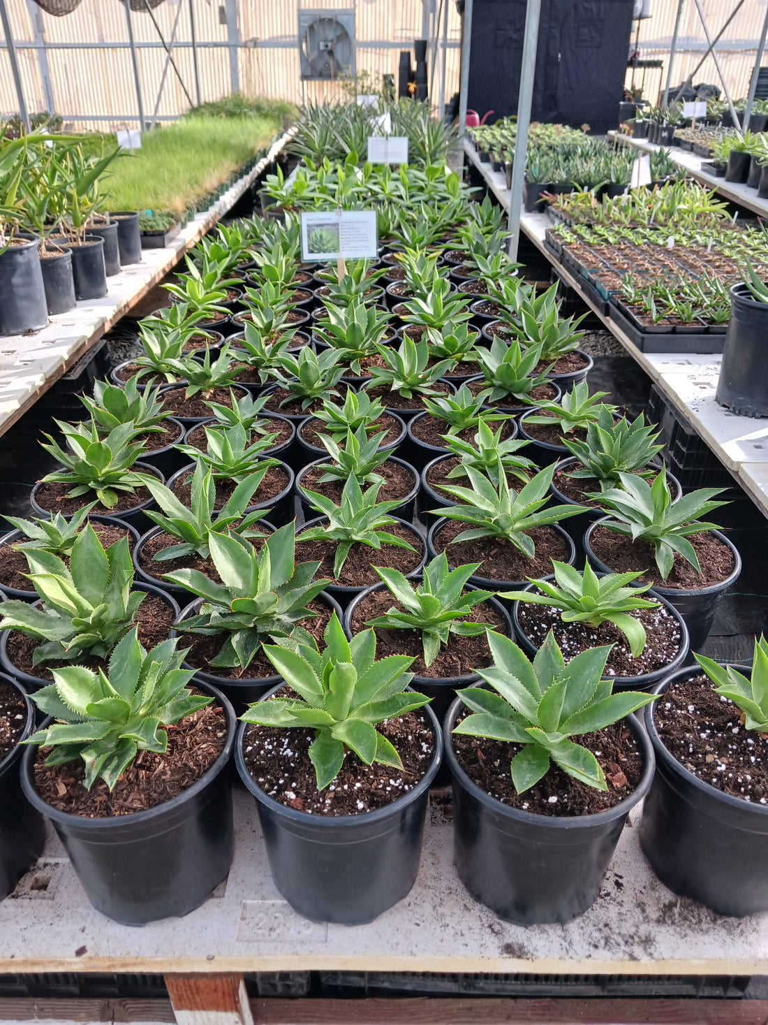 New Plants for a New Year
