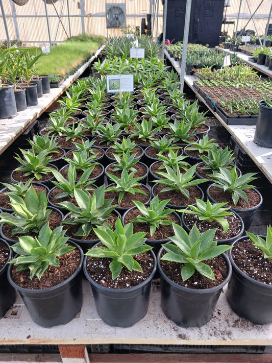 New Plants for a New Year