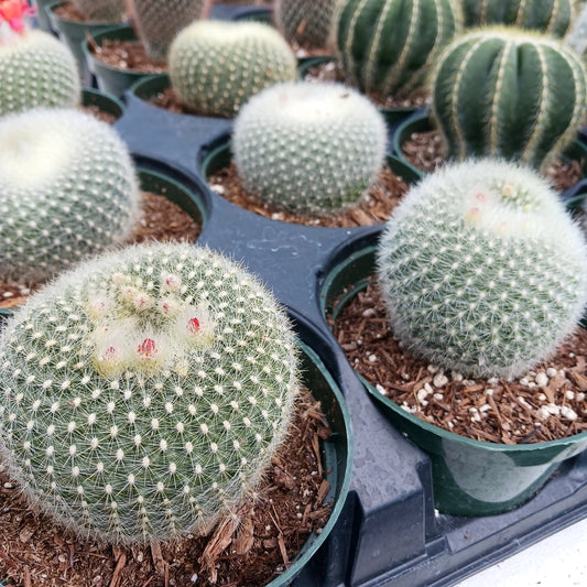 The Cacti have landed