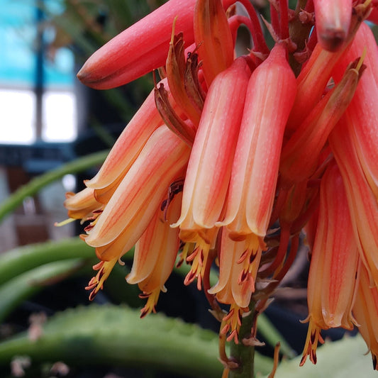 A close view of the Aloe cheranganiensis flower