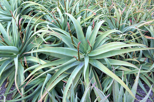 Aloe "Pink Perfection" a likely Aloe arborescens hybrid