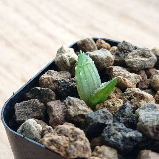 Sneak Peak: What's growing for Spring 2023