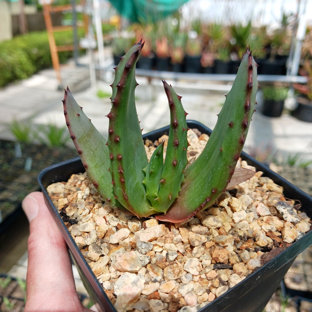 Aloe ferox - 4in