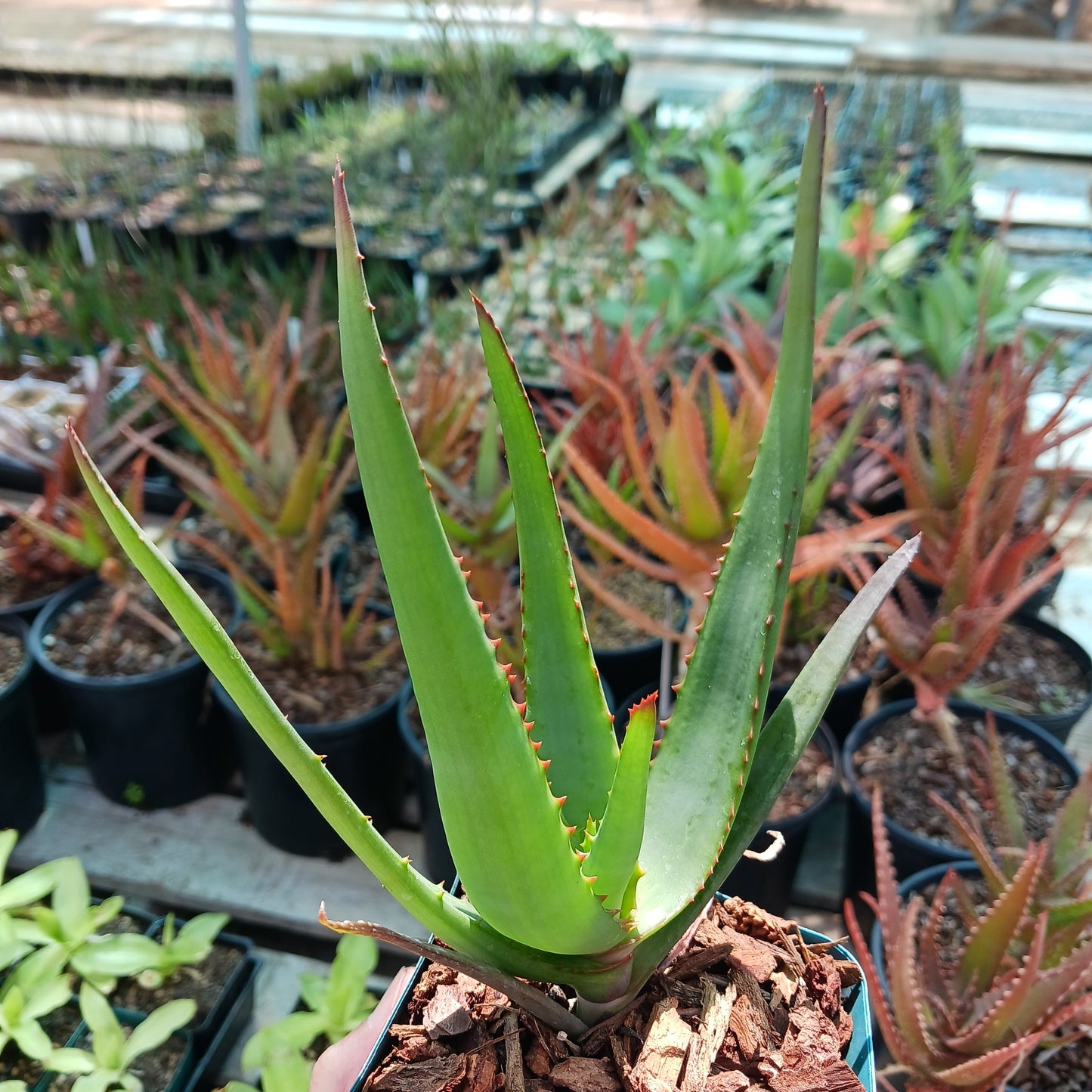 Aloe "MoonGlow" - 4in