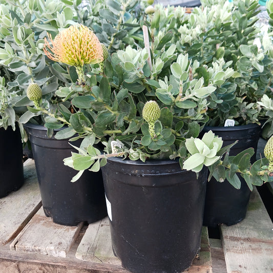 Leucospermum "California Sunshine" - 5ga