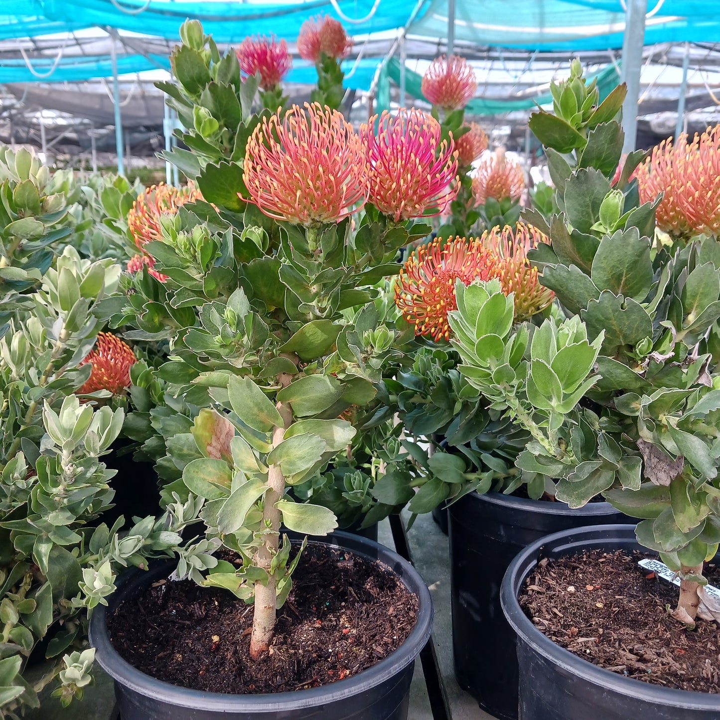 Leucospermum pattersonii "Brothers" - 5ga