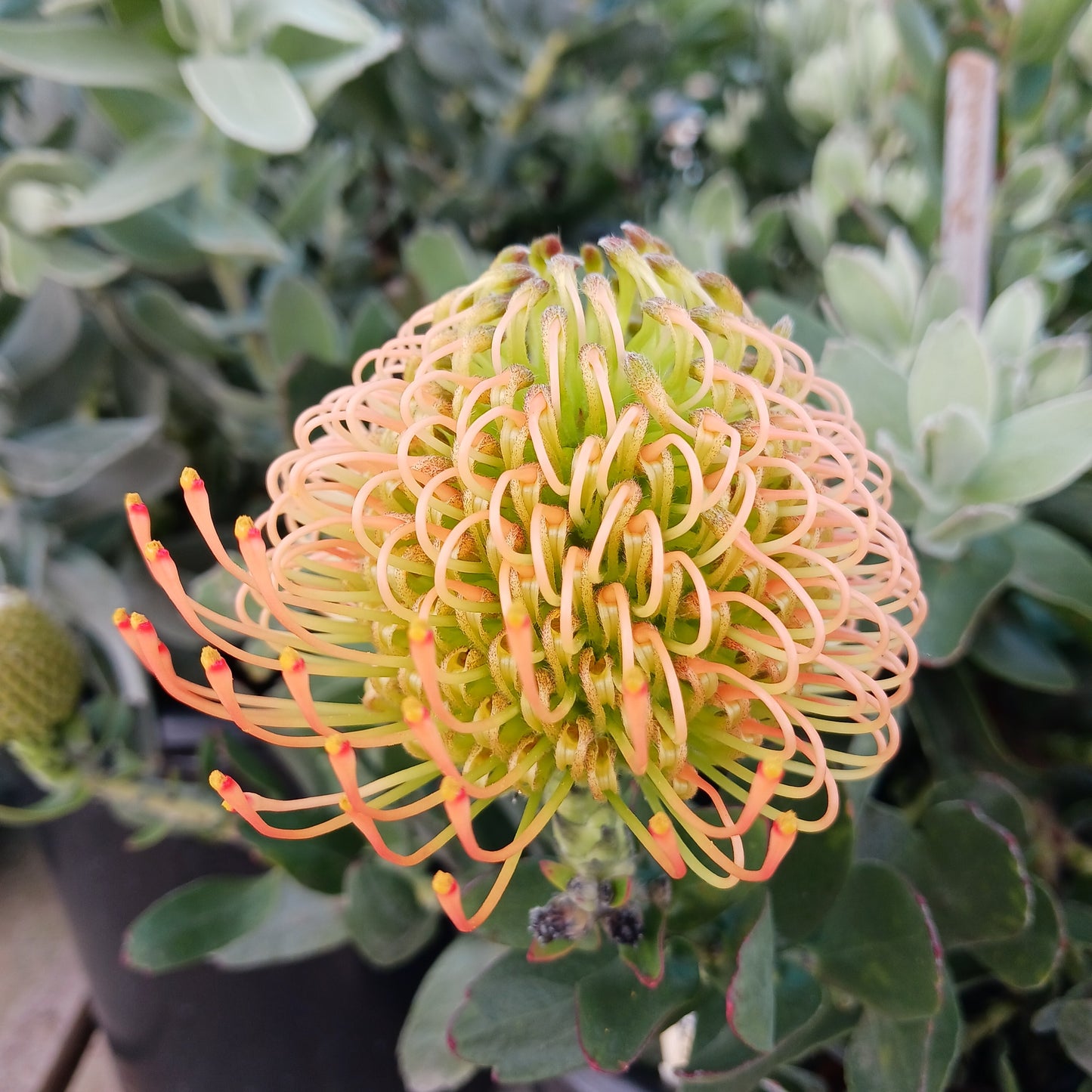 Leucospermum "California Sunshine" - 5ga