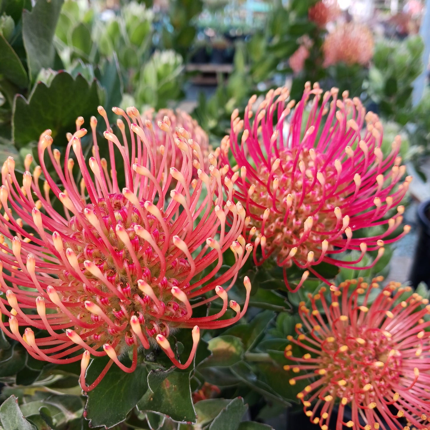 Leucospermum pattersonii "Brothers" - 5ga