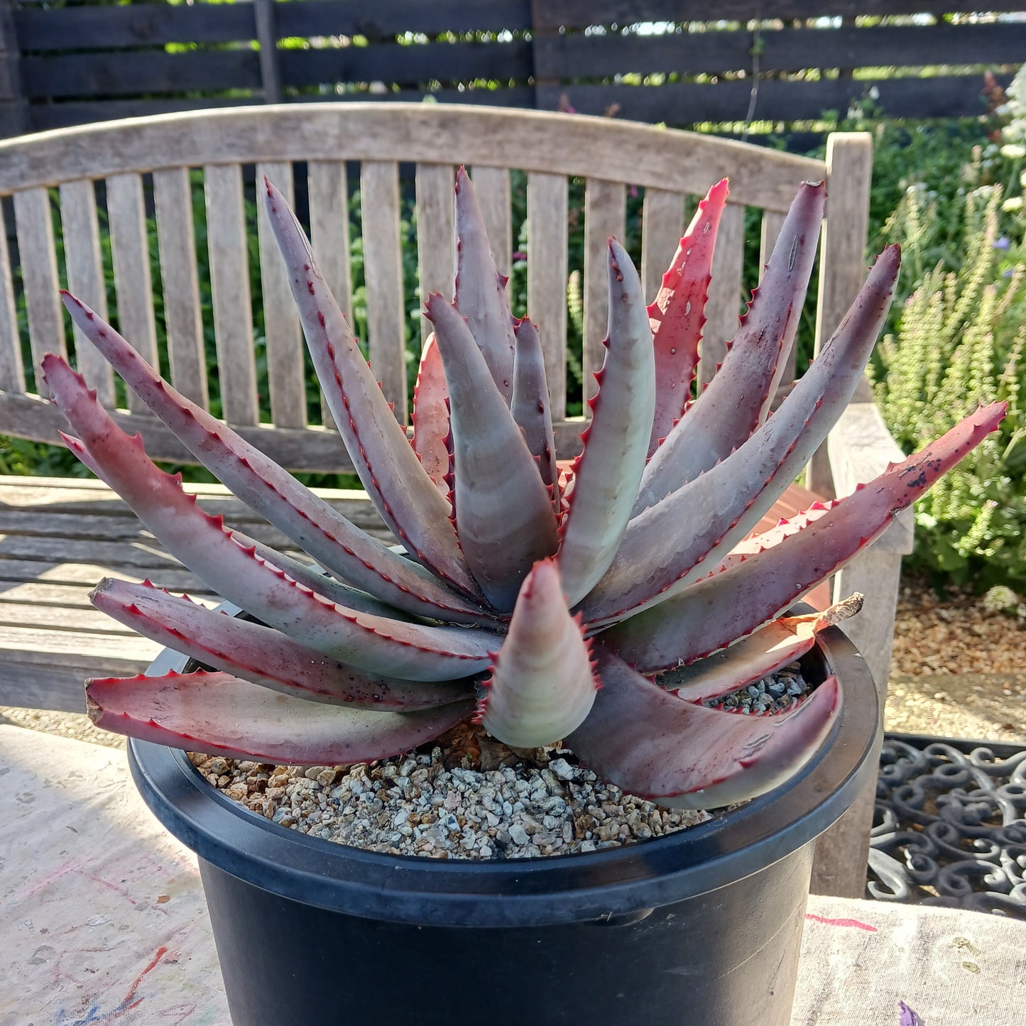 Aloe conifera - 5ga