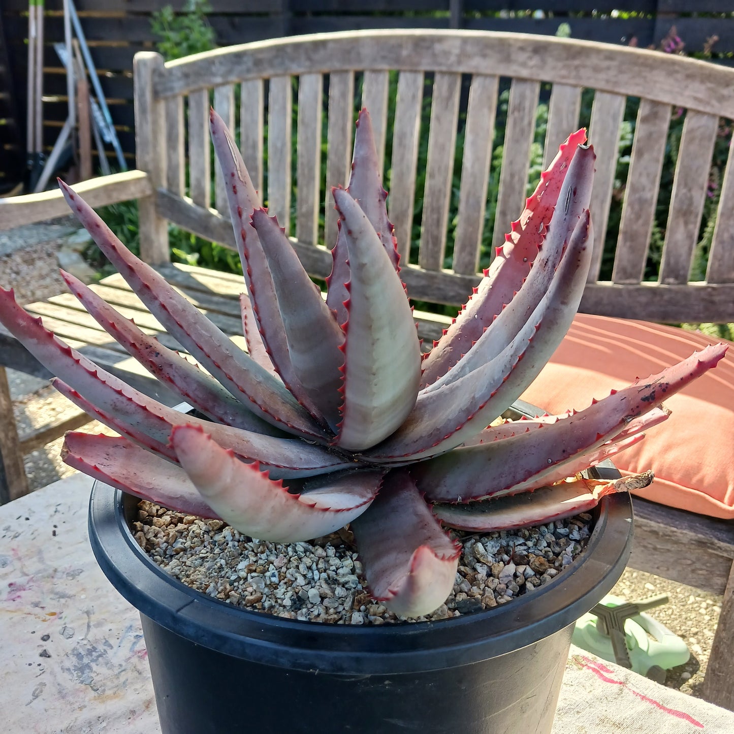 Aloe conifera - 5ga