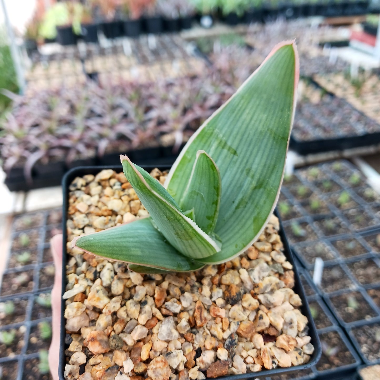 Aloe striata - 4in