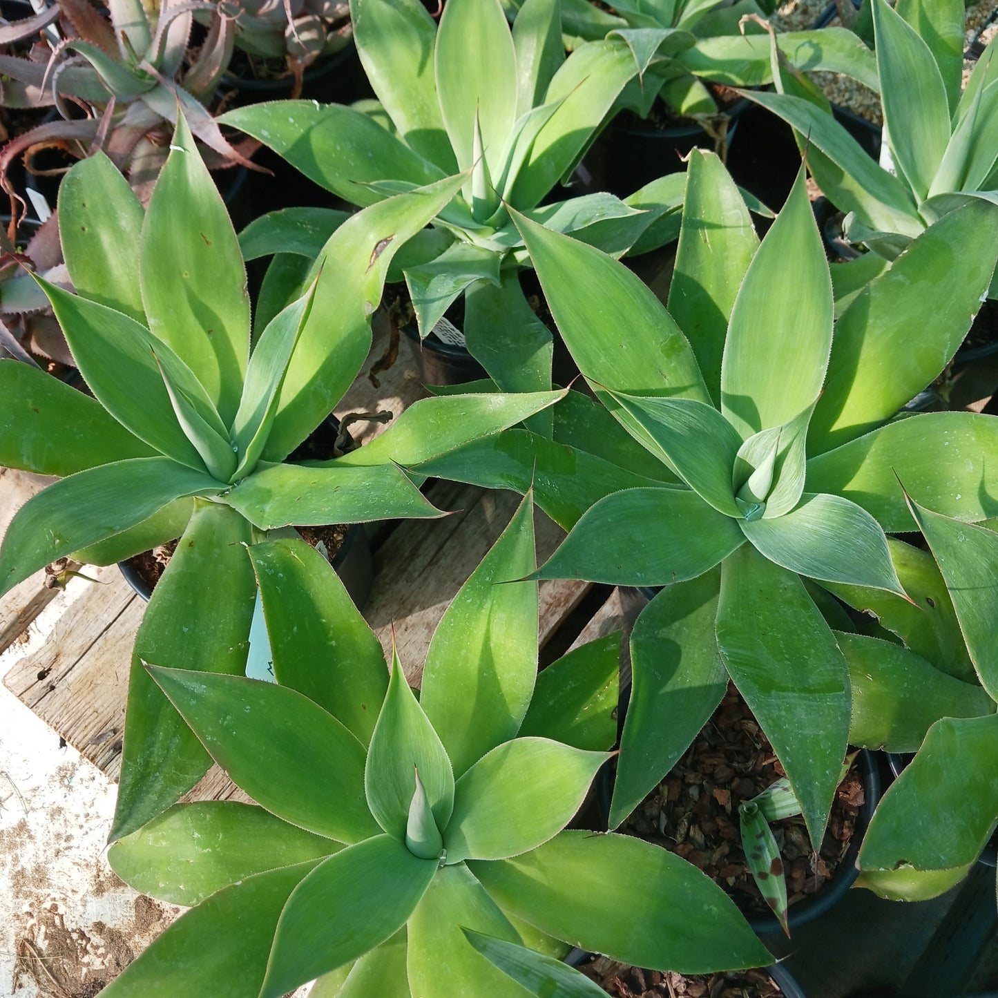 Agave "Blue Flame" - 5ga