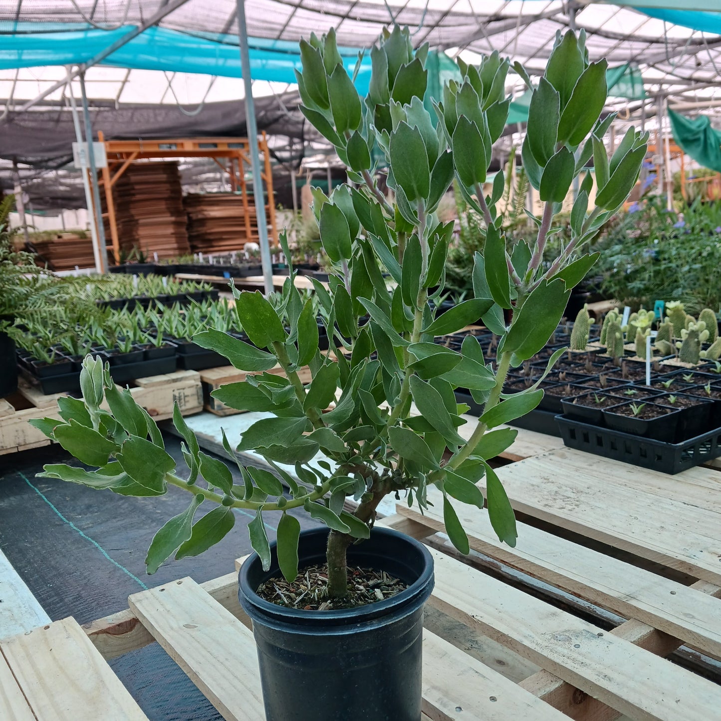 Leucospermum "Sunrise" - 1ga