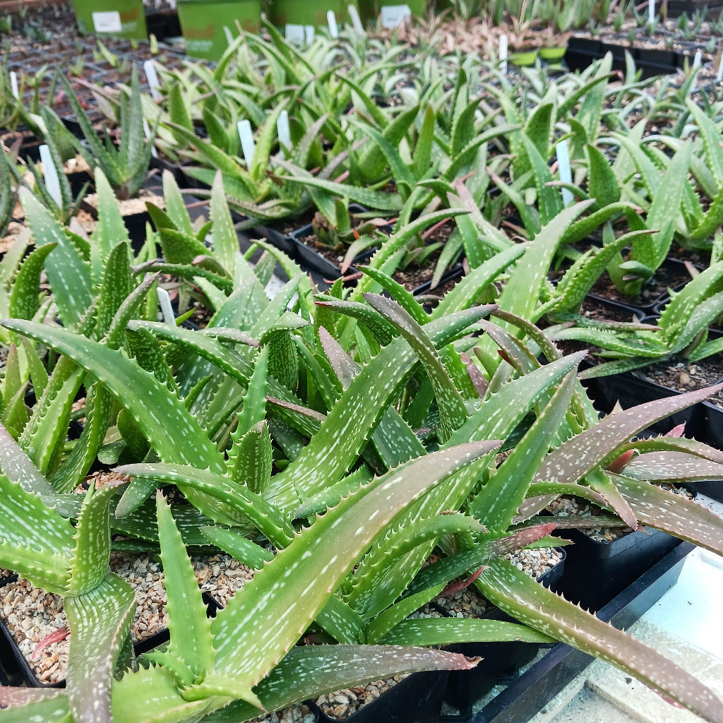 Flats of Aloe "Cynthia Giddy"