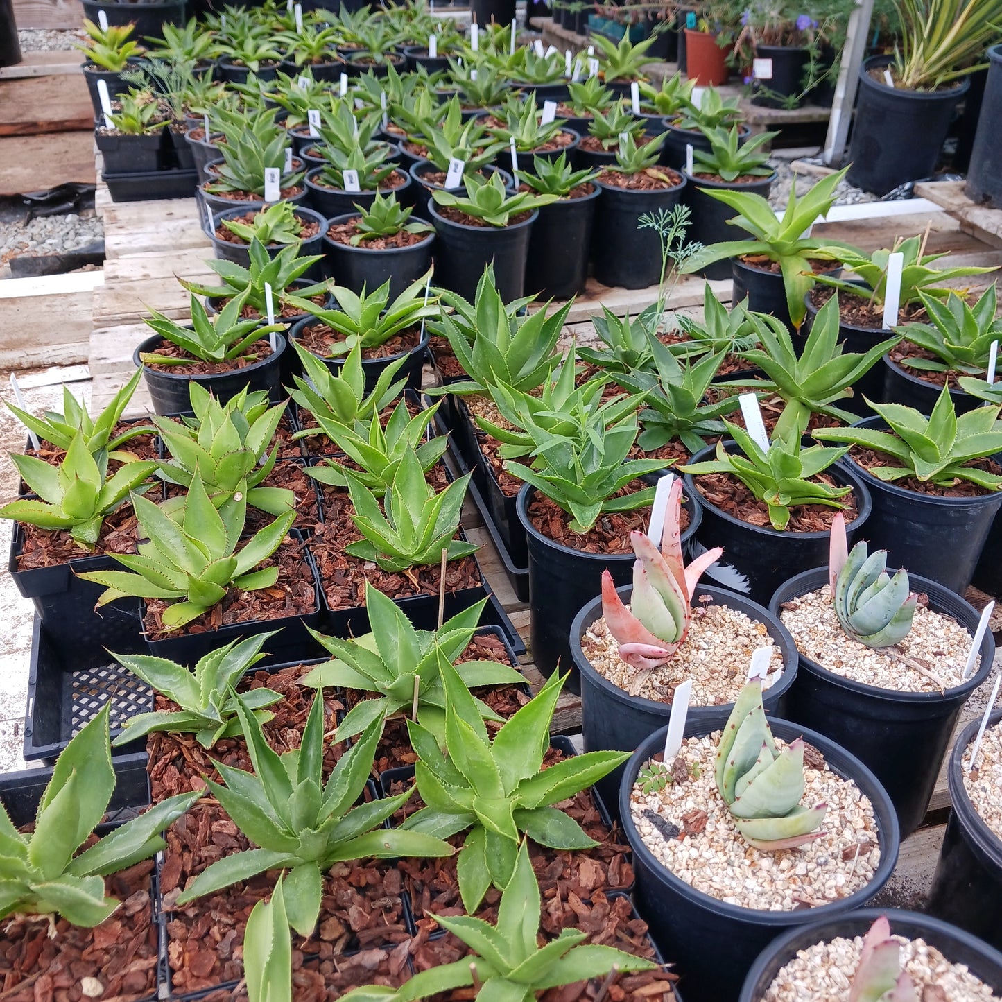 Agave chiapensis - 1ga
