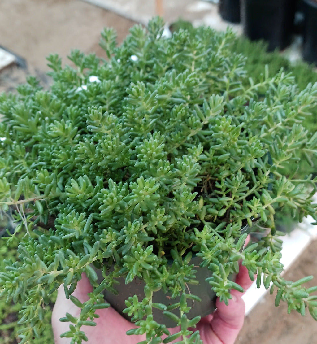 Sedum album "Coral Carpet"
