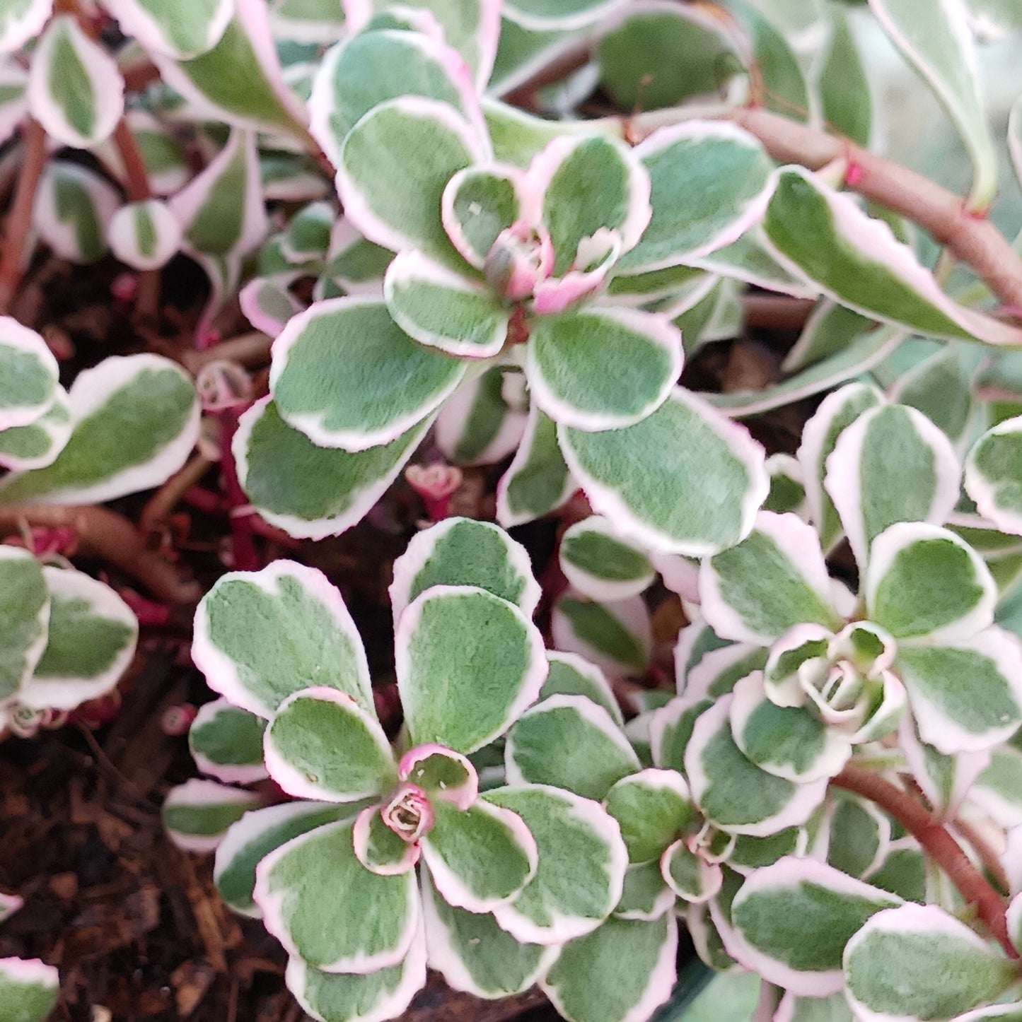 Sedum spurium "Tricolor" - 4in