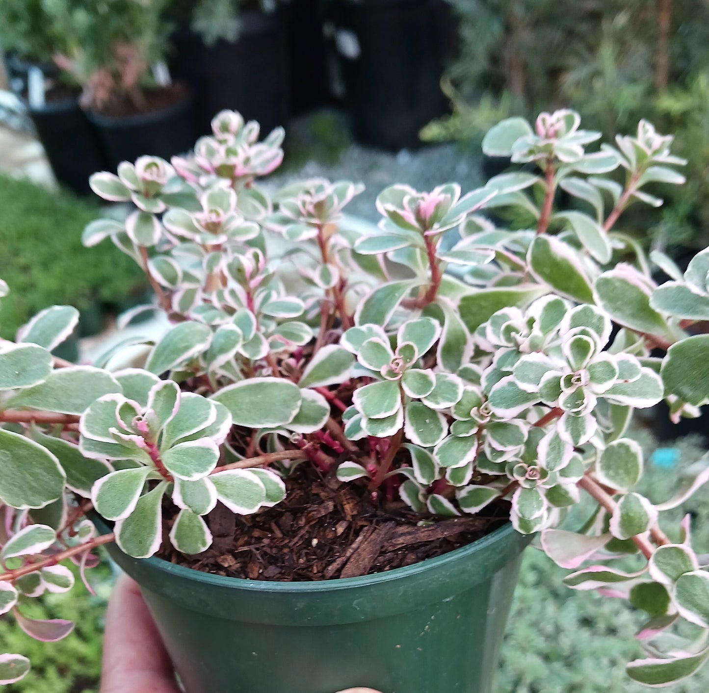 Sedum spurium "Tricolor" - 4in