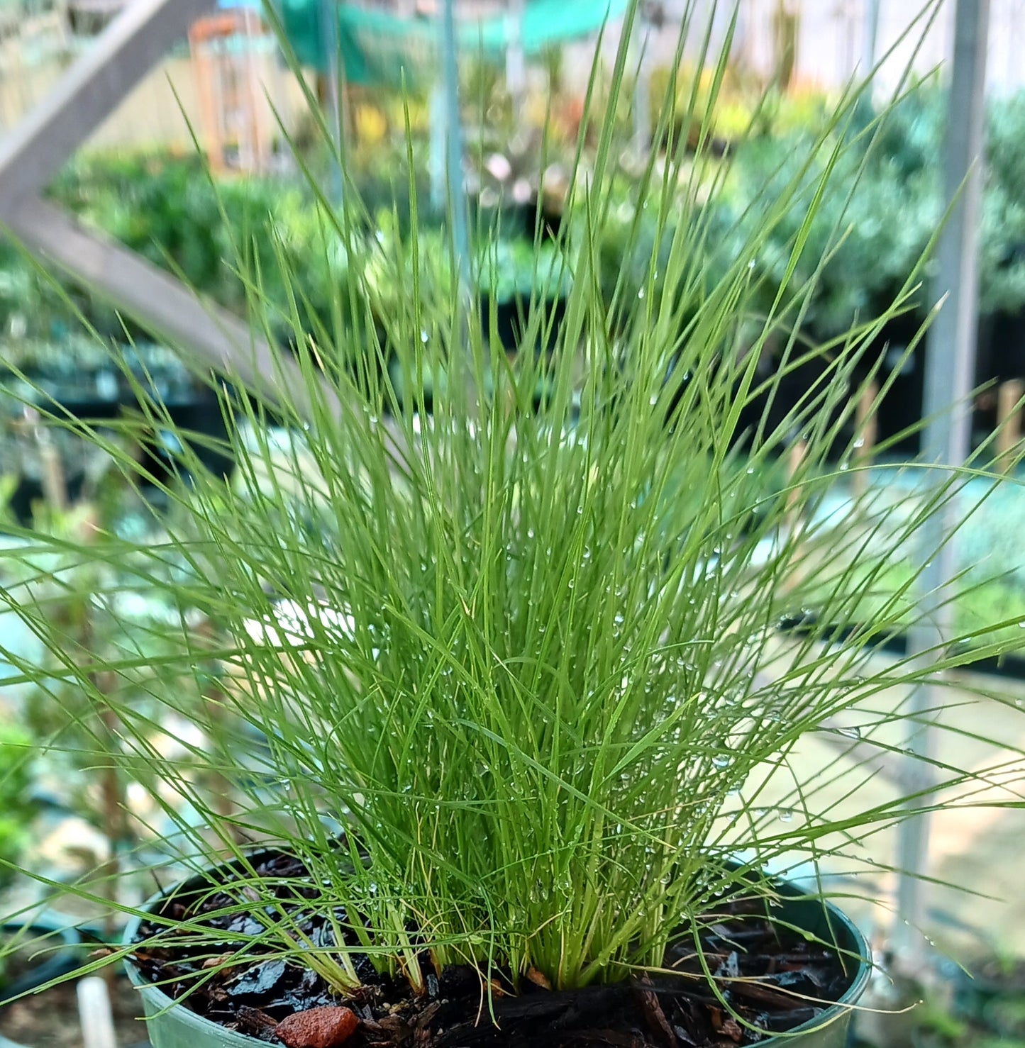 Deschampsia caespitosa - 4in