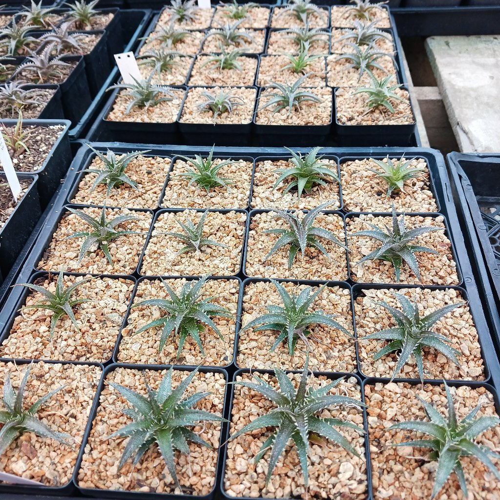 Dyckia "Brittle Star" in 4in containers