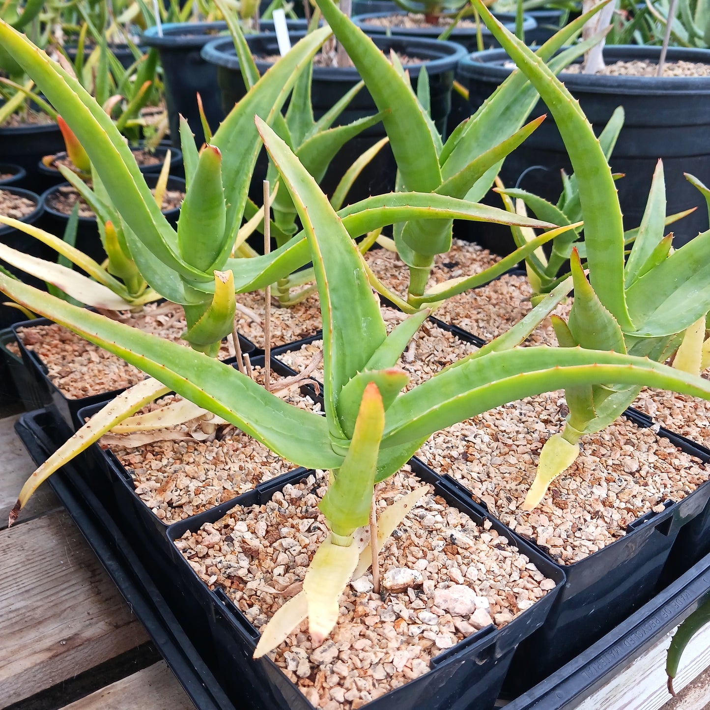 Aloe thraskii - 6in