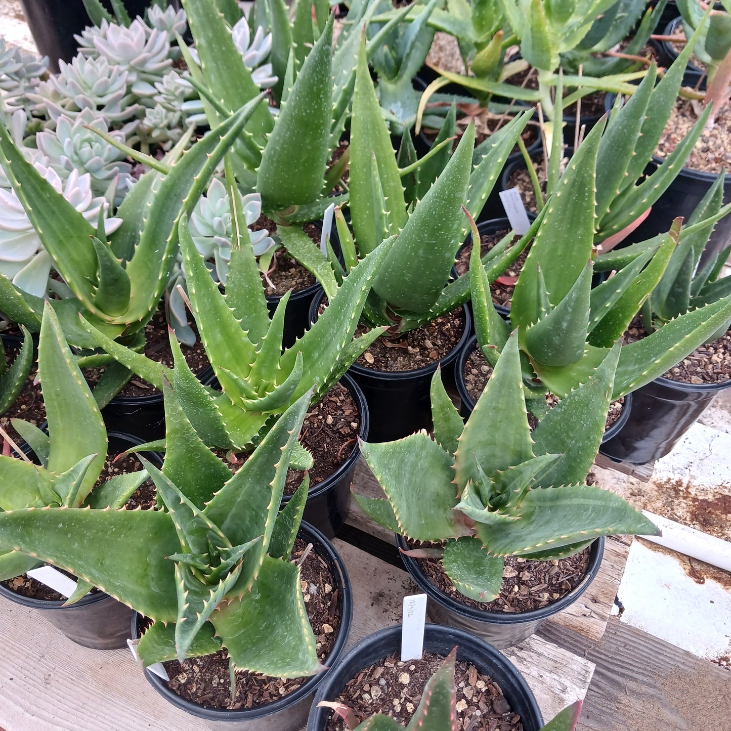 Aloe ortholopha hybrid - 1ga