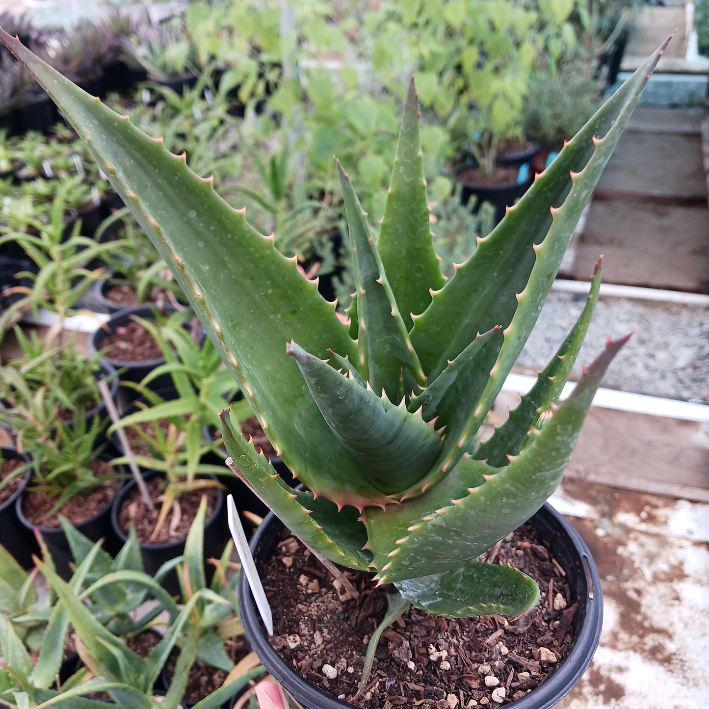 Aloe ortholopha hybrid - 1ga