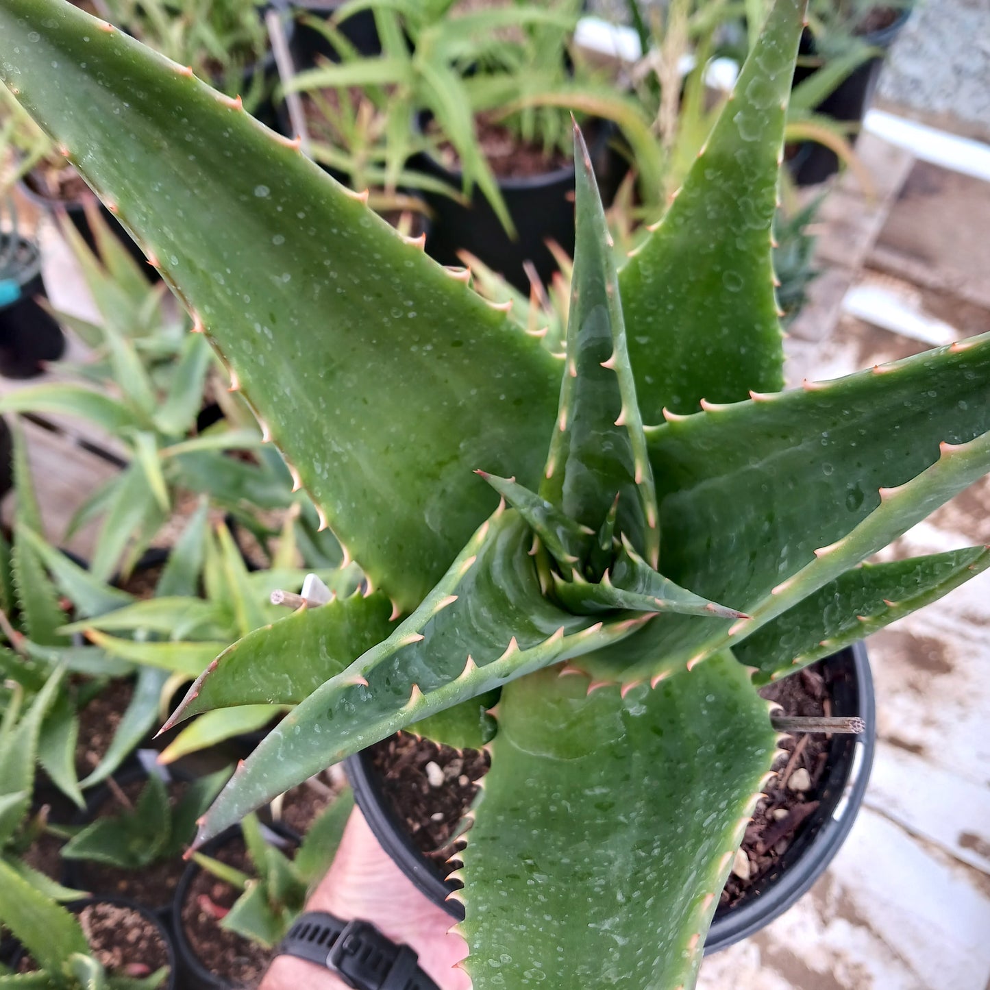 Aloe ortholopha hybrid - 1ga