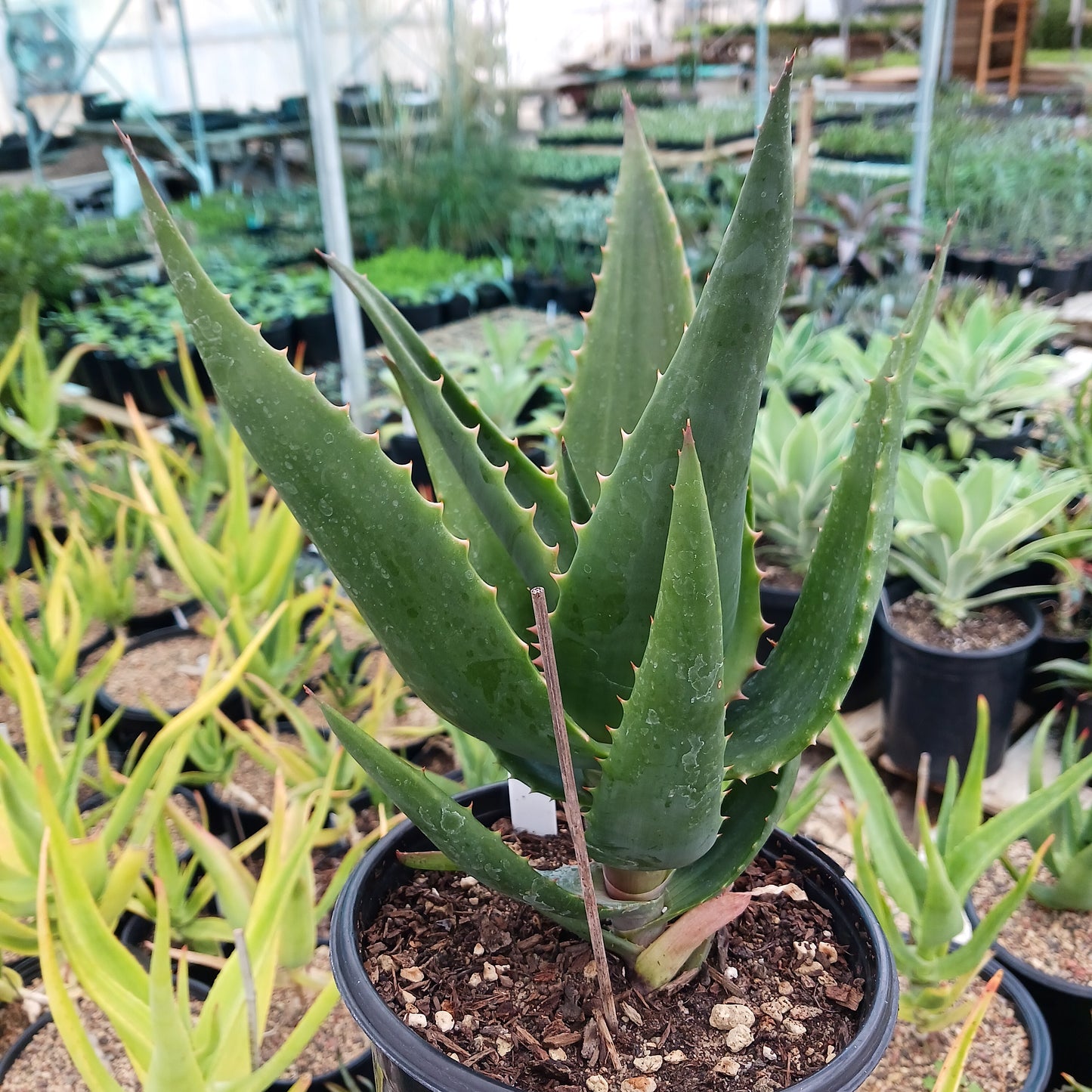 Aloe ortholopha hybrid - 1ga