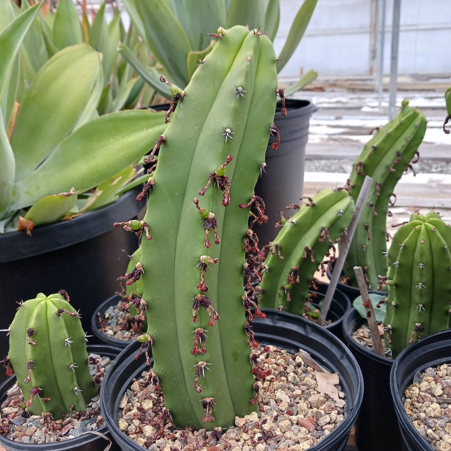 Myrtillocactus geometrizans "San Bartolo" - 1ga