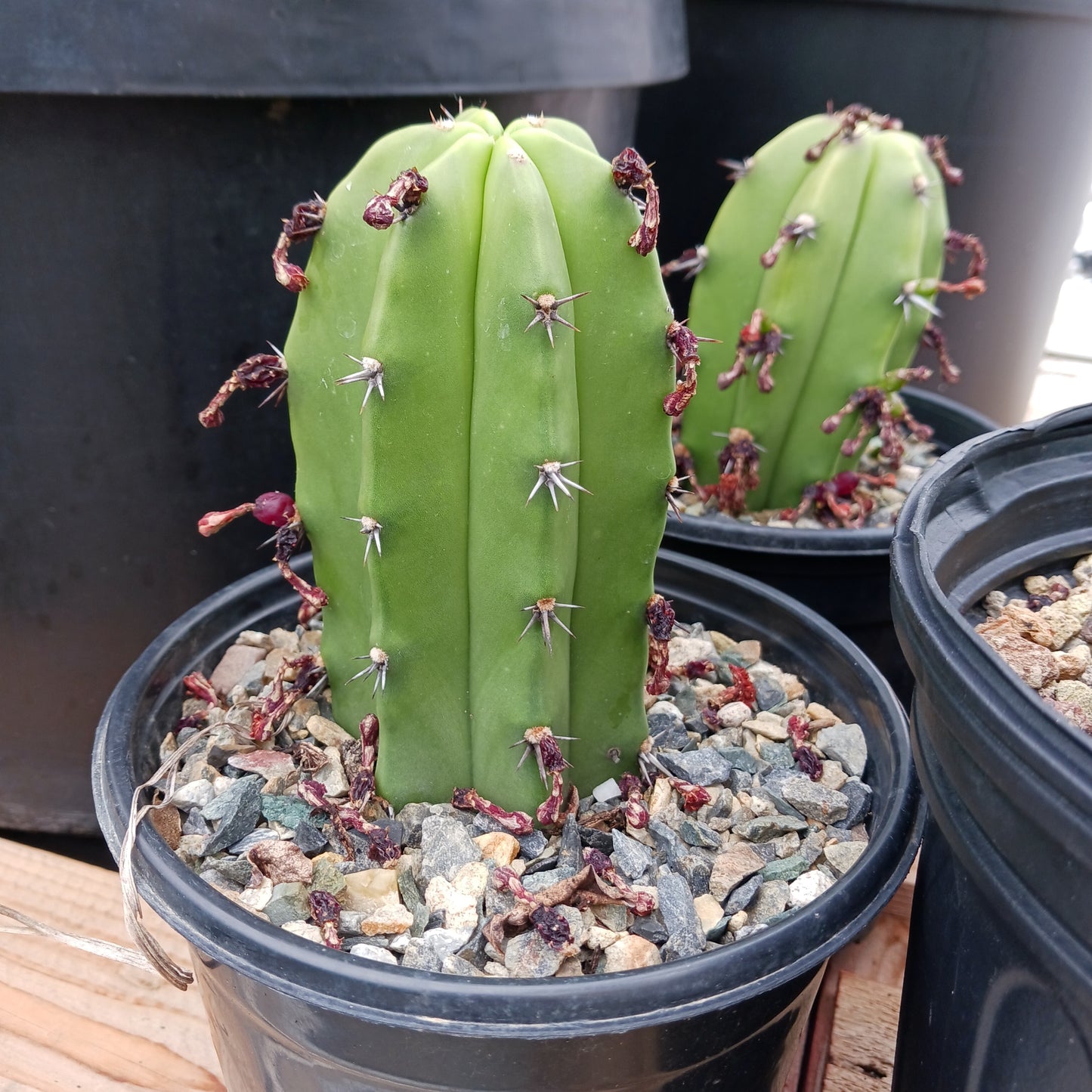 Myrtillocactus geometrizans "San Bartolo" - 1ga