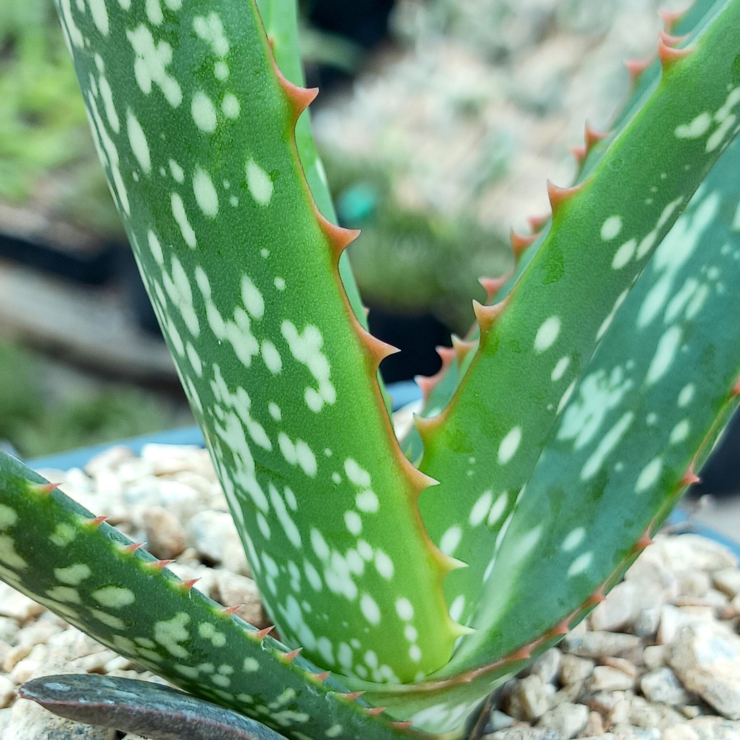 Aloe camperi "Cornuta" - 4in