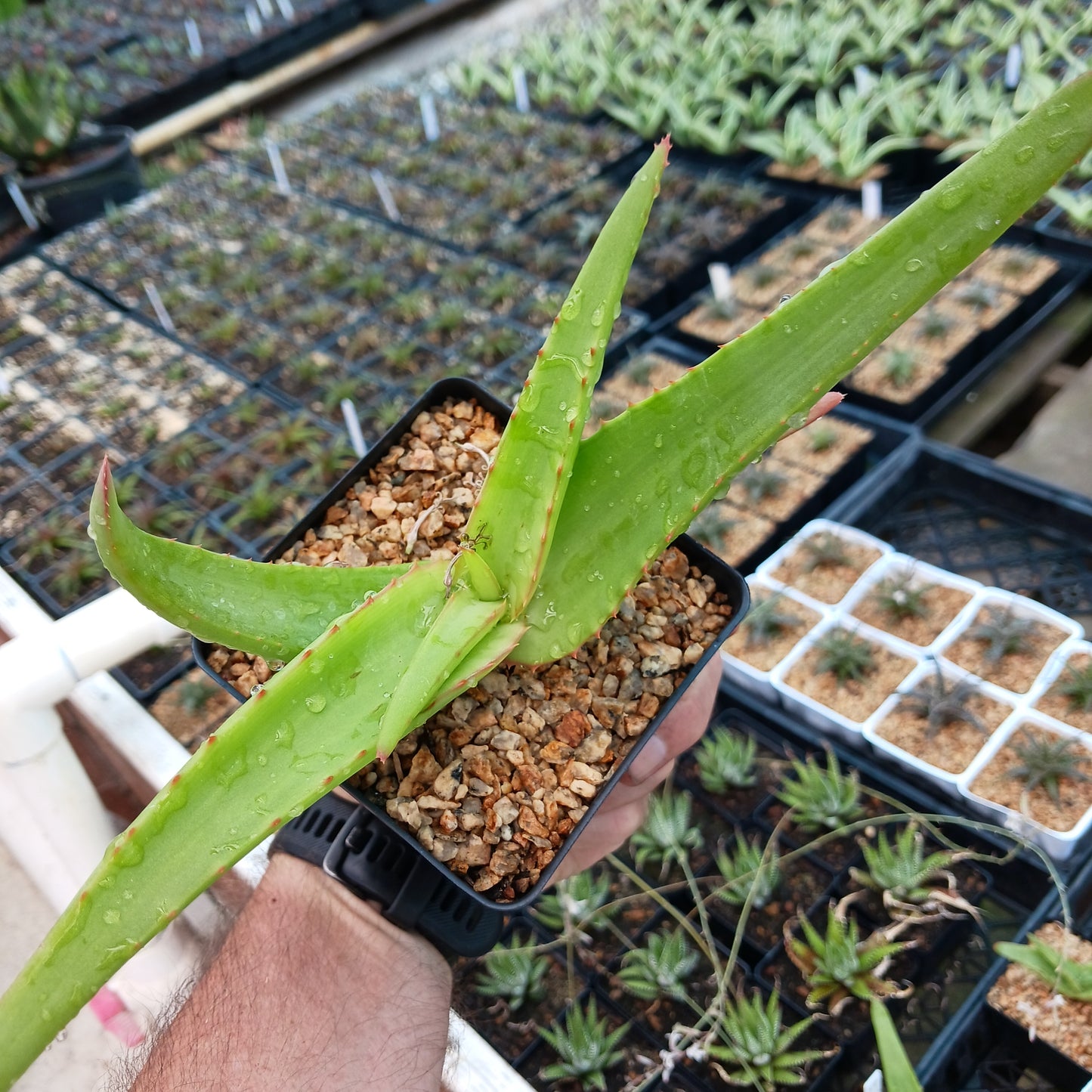 Aloe vanbalenii - 4in