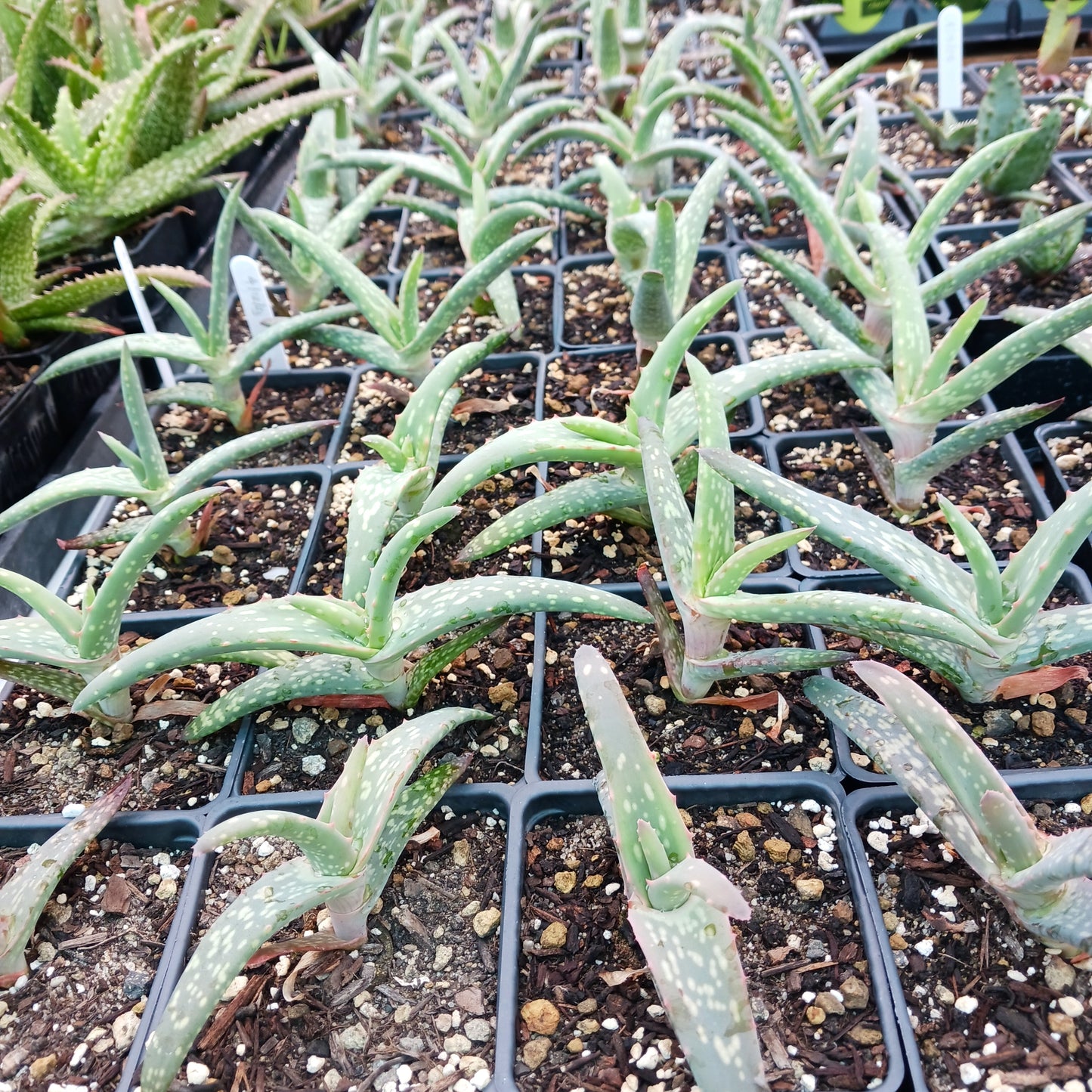 Aloe rubroviolacea