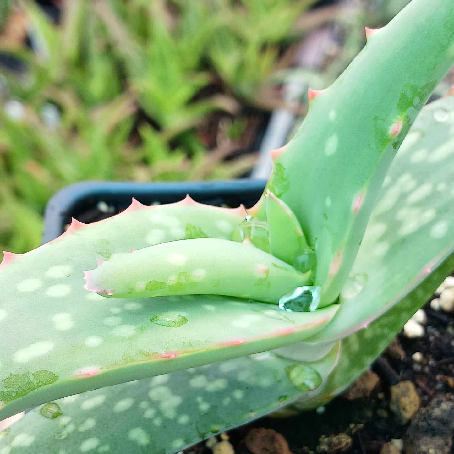 Aloe rubroviolacea