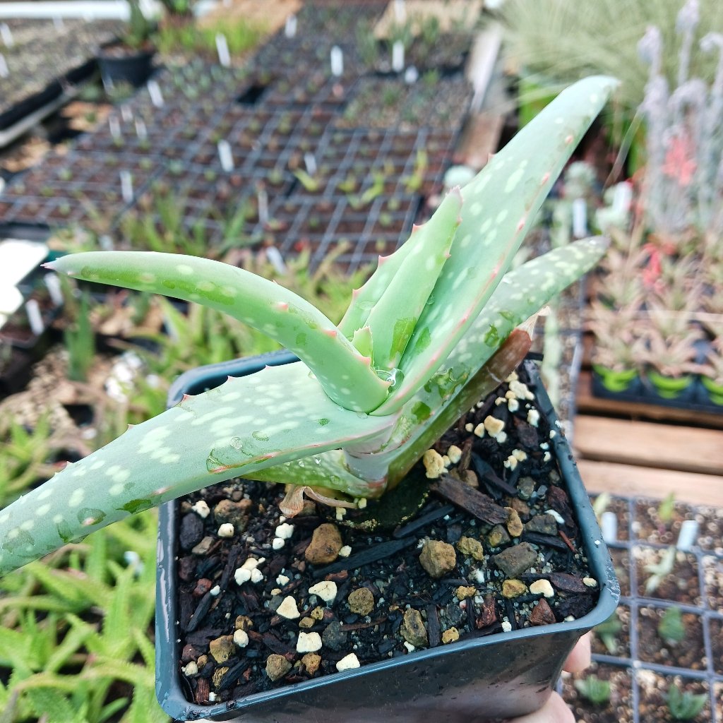 Aloe rubroviolacea