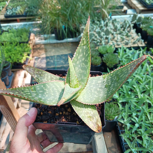 Maculate Aloe