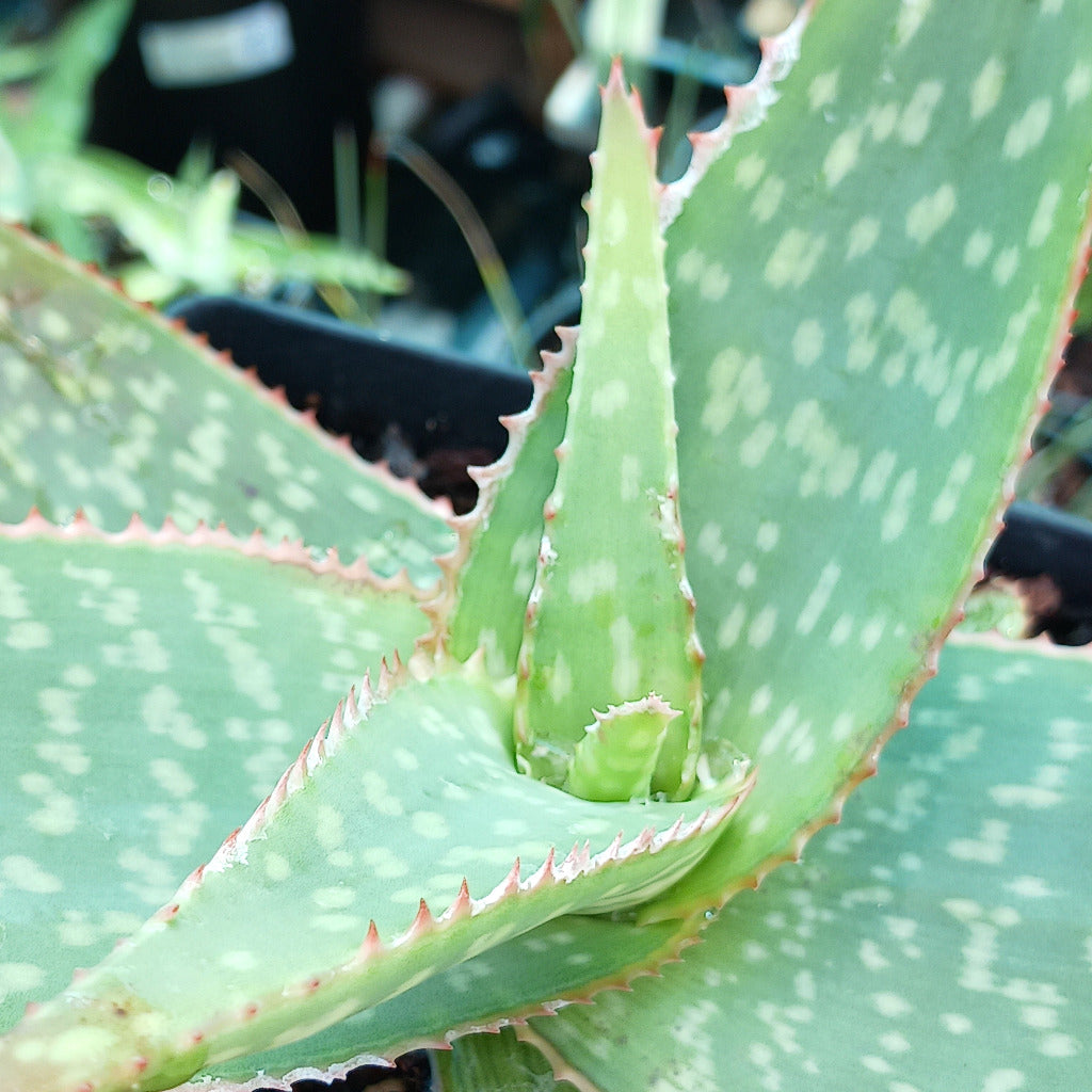Maculate Aloe close up image of leaf pattern