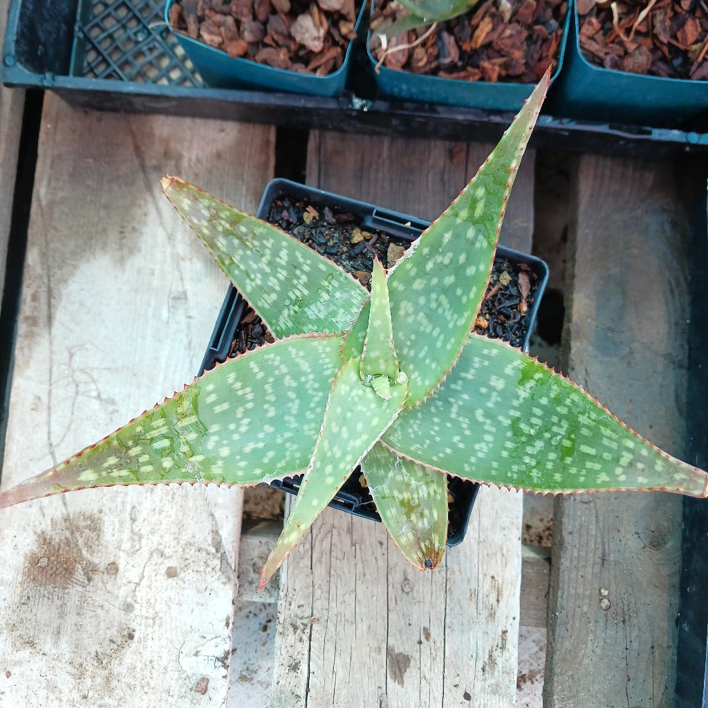 Maculate Aloe top view