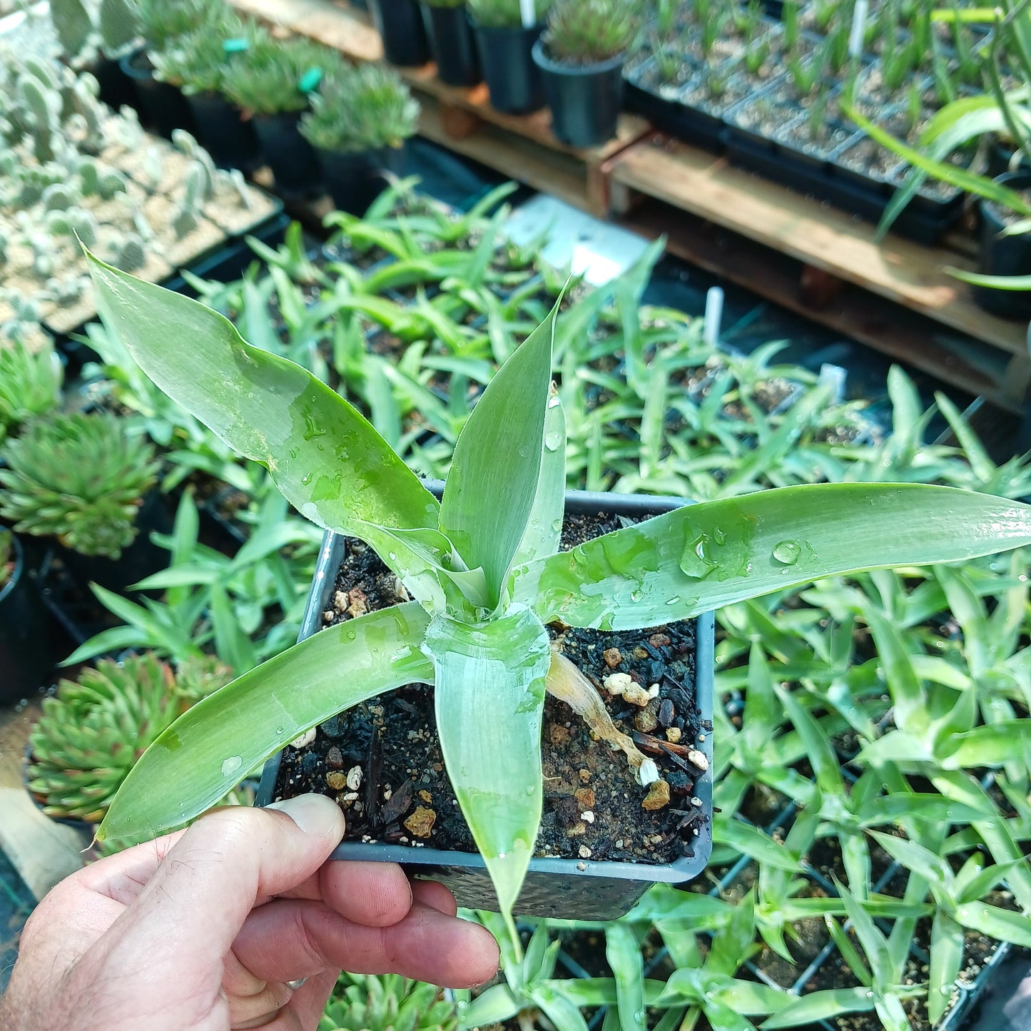 Agave "Blue Fantastic" - 4in