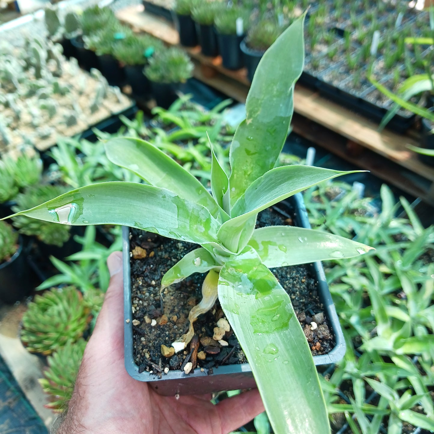 Agave "Blue Fantastic" - 4in