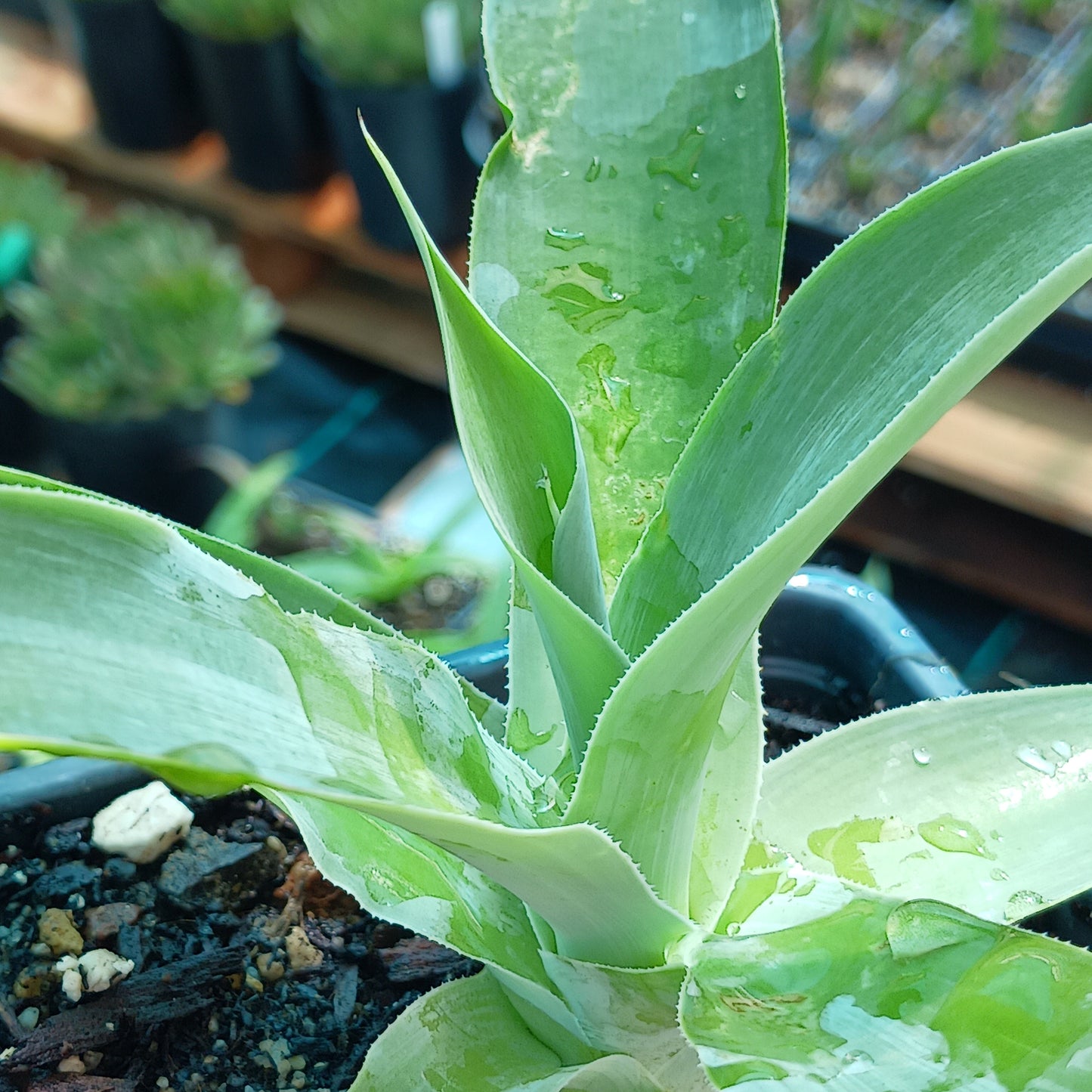 Agave "Blue Fantastic" - 4in