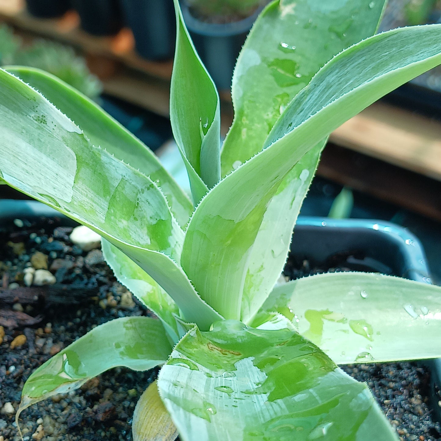 Agave "Blue Fantastic" - 4in