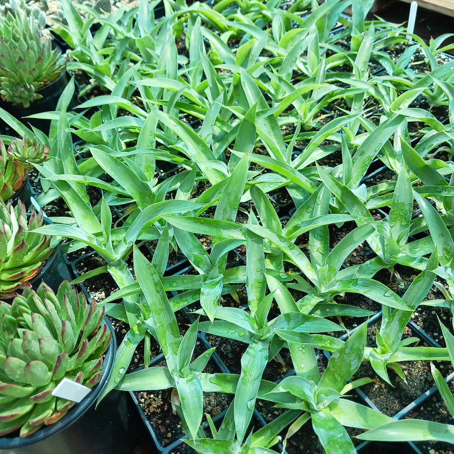 Agave "Blue Fantastic" - 4in