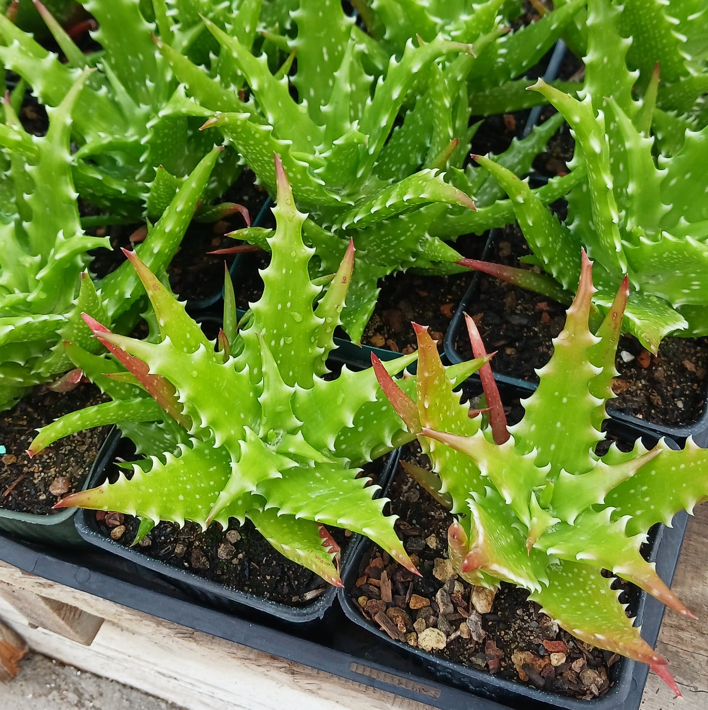 Aloe dorothea "Crimson" - 4in