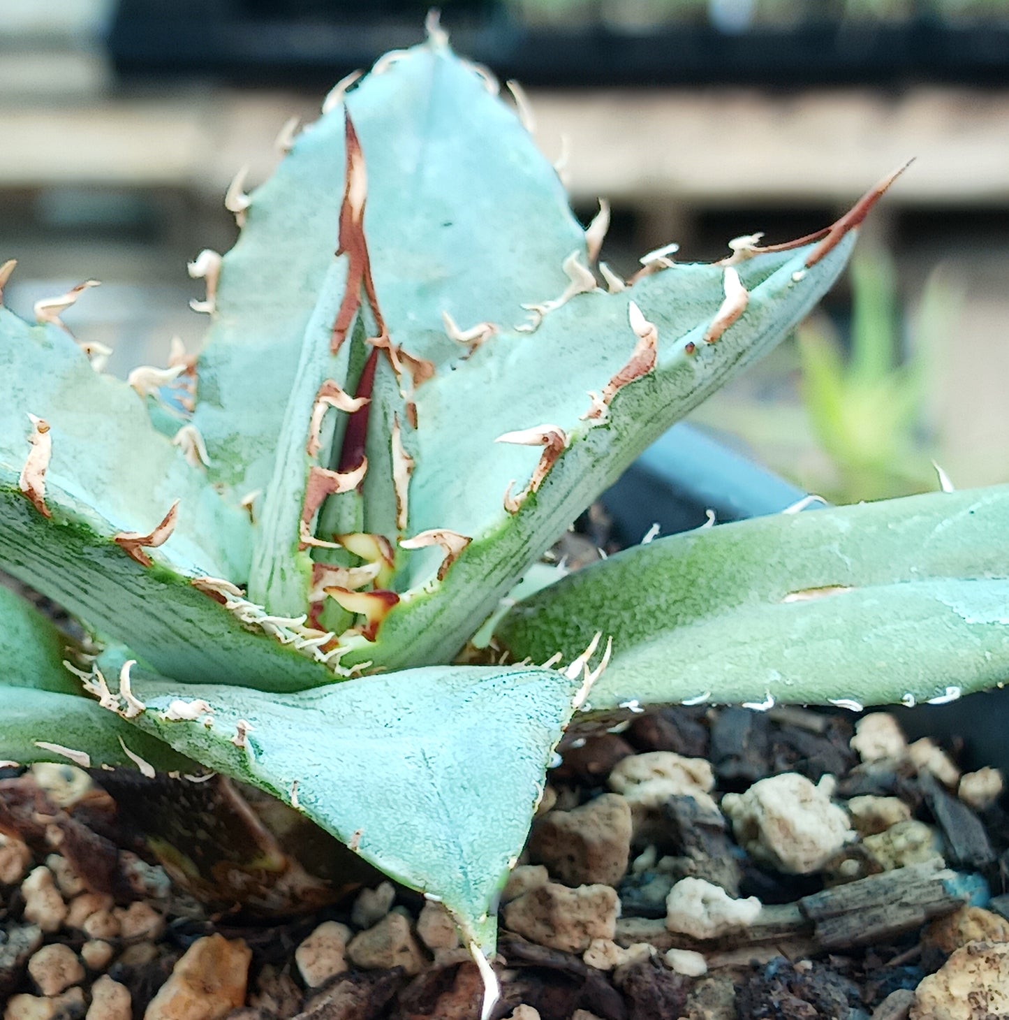 Agave xylonacantha - 4in