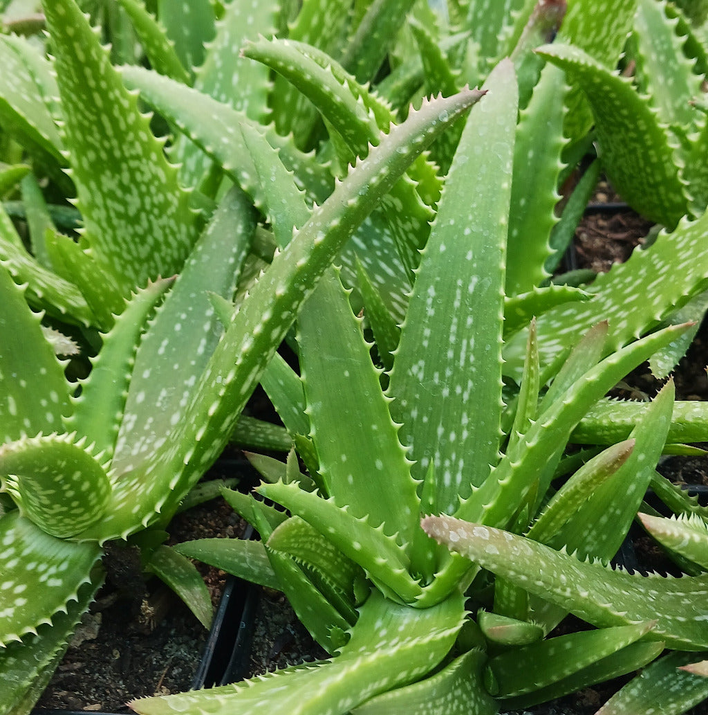 Aloe "Cynthia Giddy"